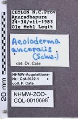 Etikette zu Aeoloderma anchoralis (NHMW-ZOO-COL-0010698)